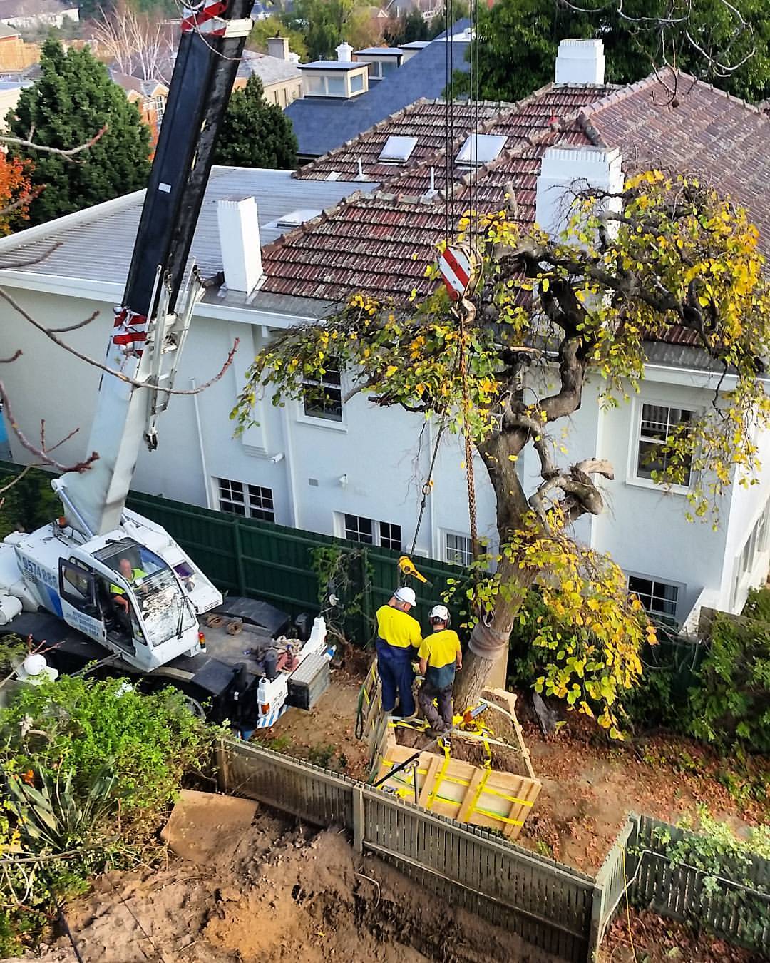 ArborCraft Tree Services Tree Transplanting Melbourne, VIC